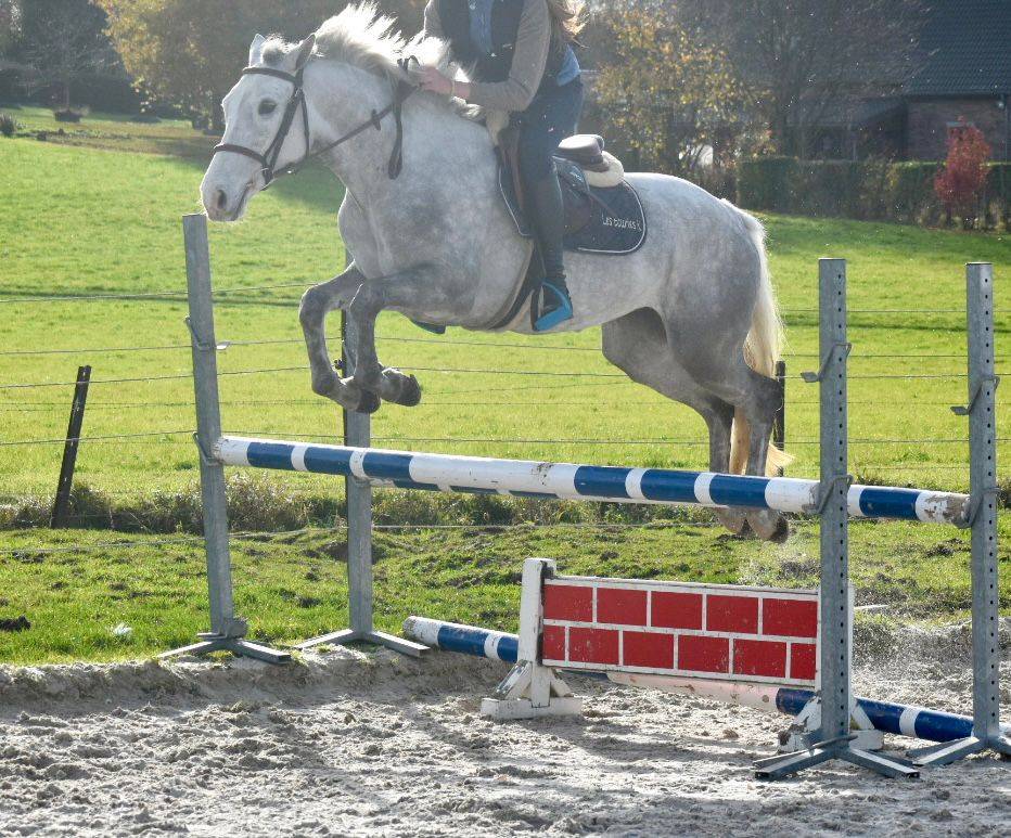 Yegua Connemara En venta 2022 Tordo