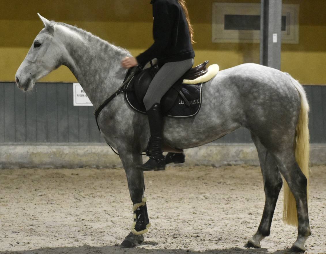 Yegua Connemara En venta 2022 Tordo