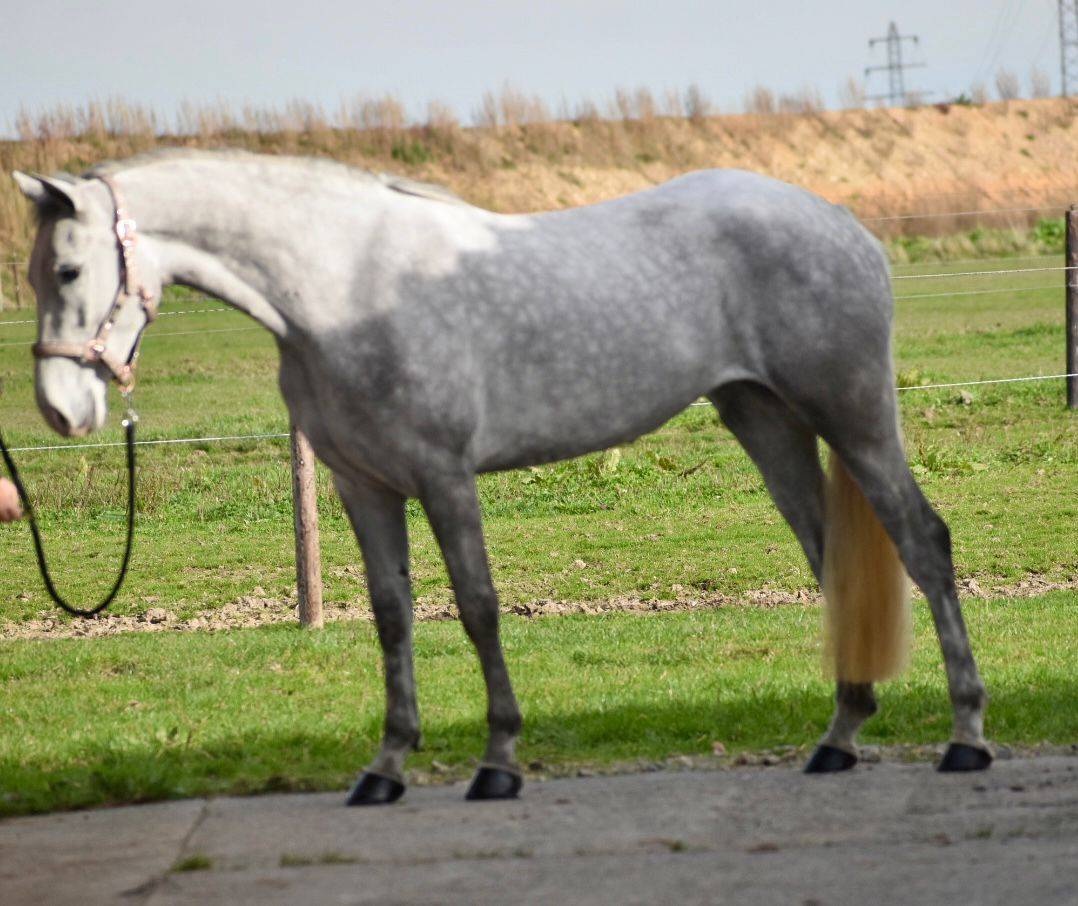 Yegua Connemara En venta 2022 Tordo