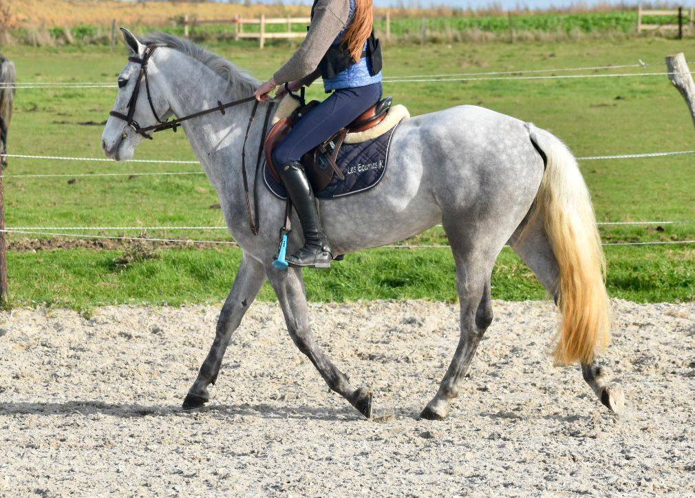 Yegua Connemara En venta 2022 Tordo