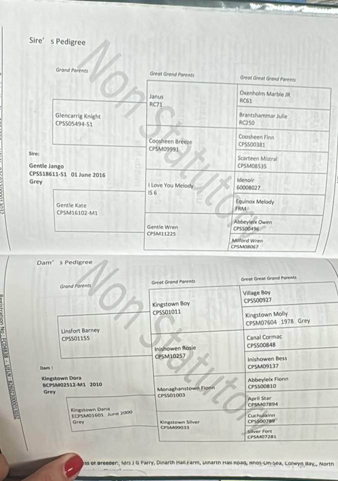Yegua Connemara En venta 2022 Tordo