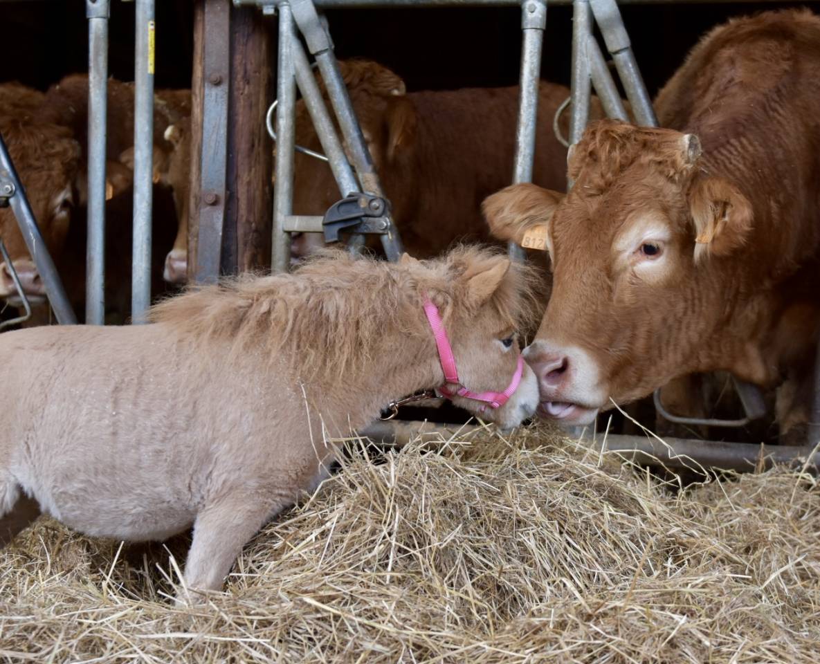 Yegua Origen No Constatado En venta 2024 Alaz&aacute;n