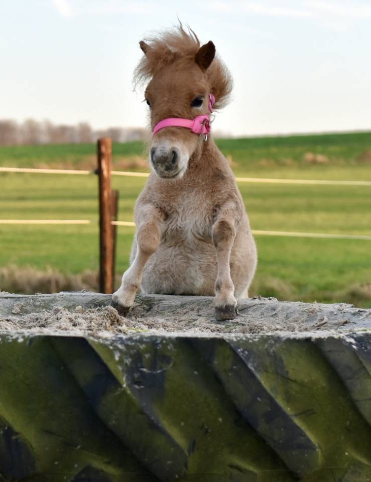 Yegua Origen No Constatado En venta 2024 Alaz&aacute;n