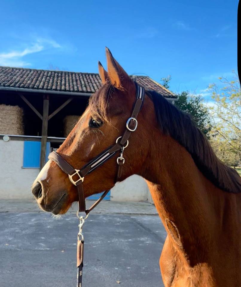 Caballo castrado Silla Franc&eacute;s En venta 2022 Bayo por Unaniem