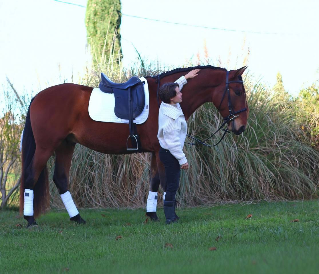 Caballo castrado PRE Pura Raza Espa&ntilde;ola En venta 2021 Bayo