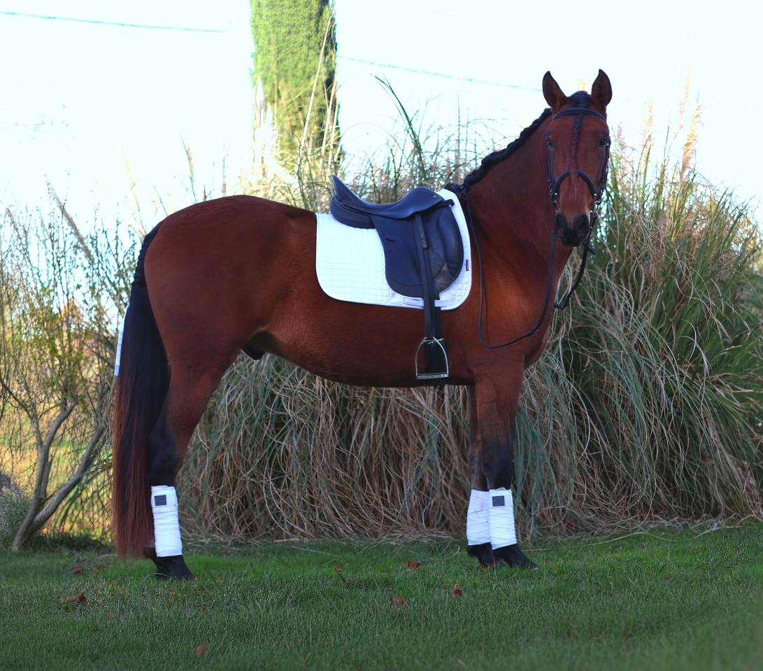 Caballo castrado PRE Pura Raza Espa&ntilde;ola En venta 2021 Bayo