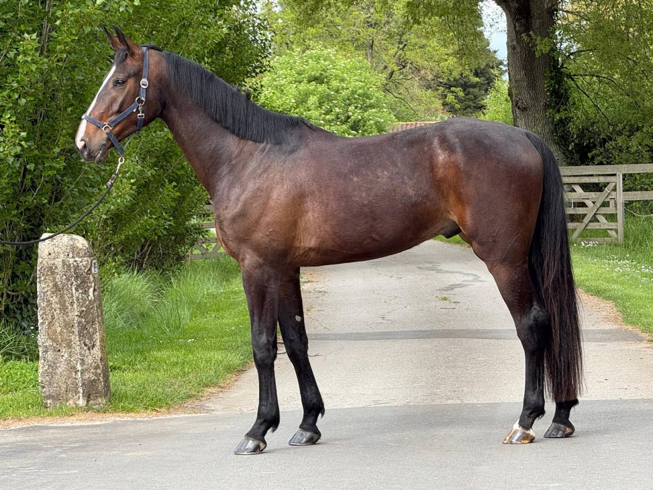 Caballo castrado Silla Franc&eacute;s En venta 2022 Bayo por UNANIEM (NLD)