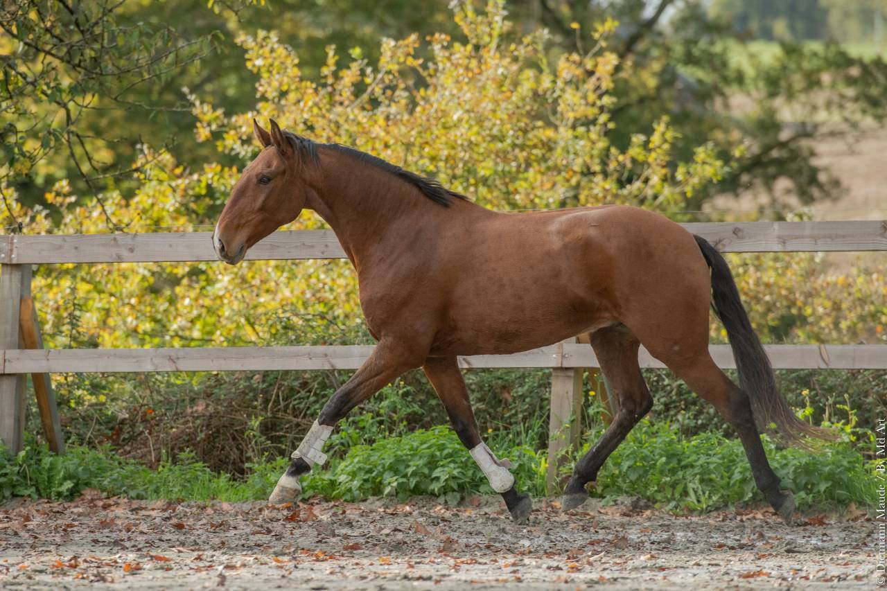 Caballo castrado Lusitano En venta 2019 Bayo por ESCORIAL SRB