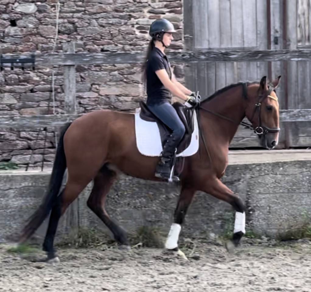 Caballo castrado Lusitano En venta 2019 Bayo por ESCORIAL SRB