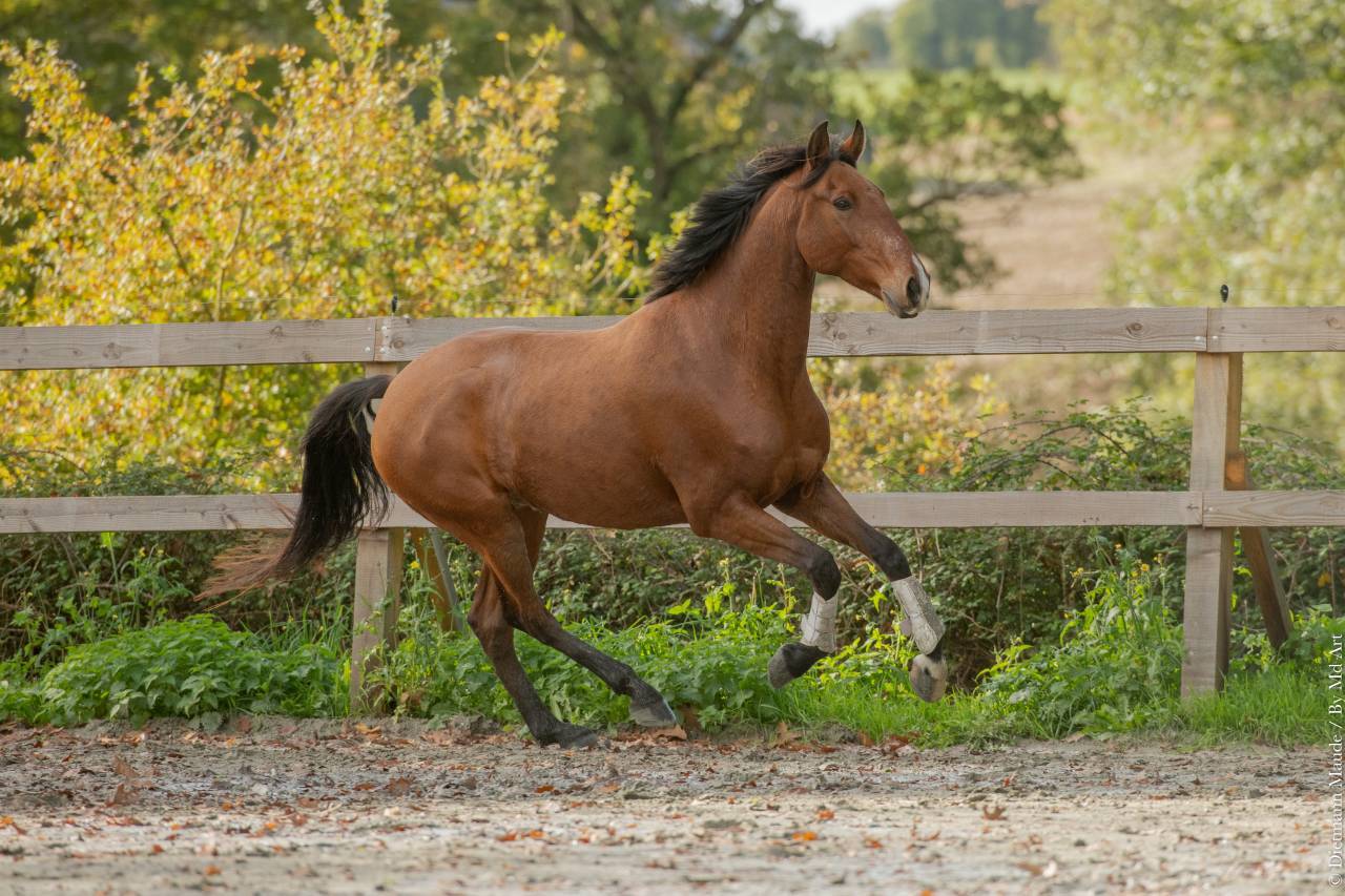 Caballo castrado Lusitano En venta 2019 Bayo por ESCORIAL SRB