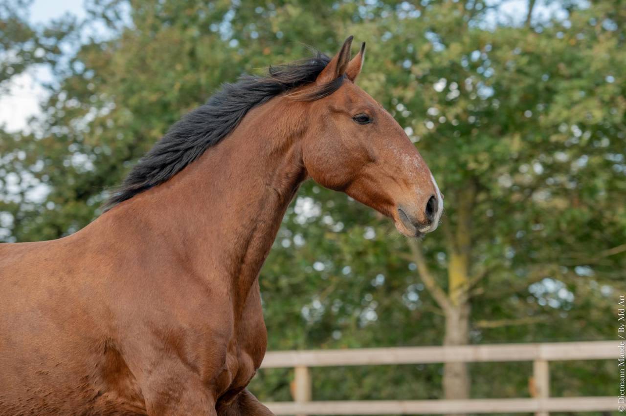 Caballo castrado Lusitano En venta 2019 Bayo por ESCORIAL SRB