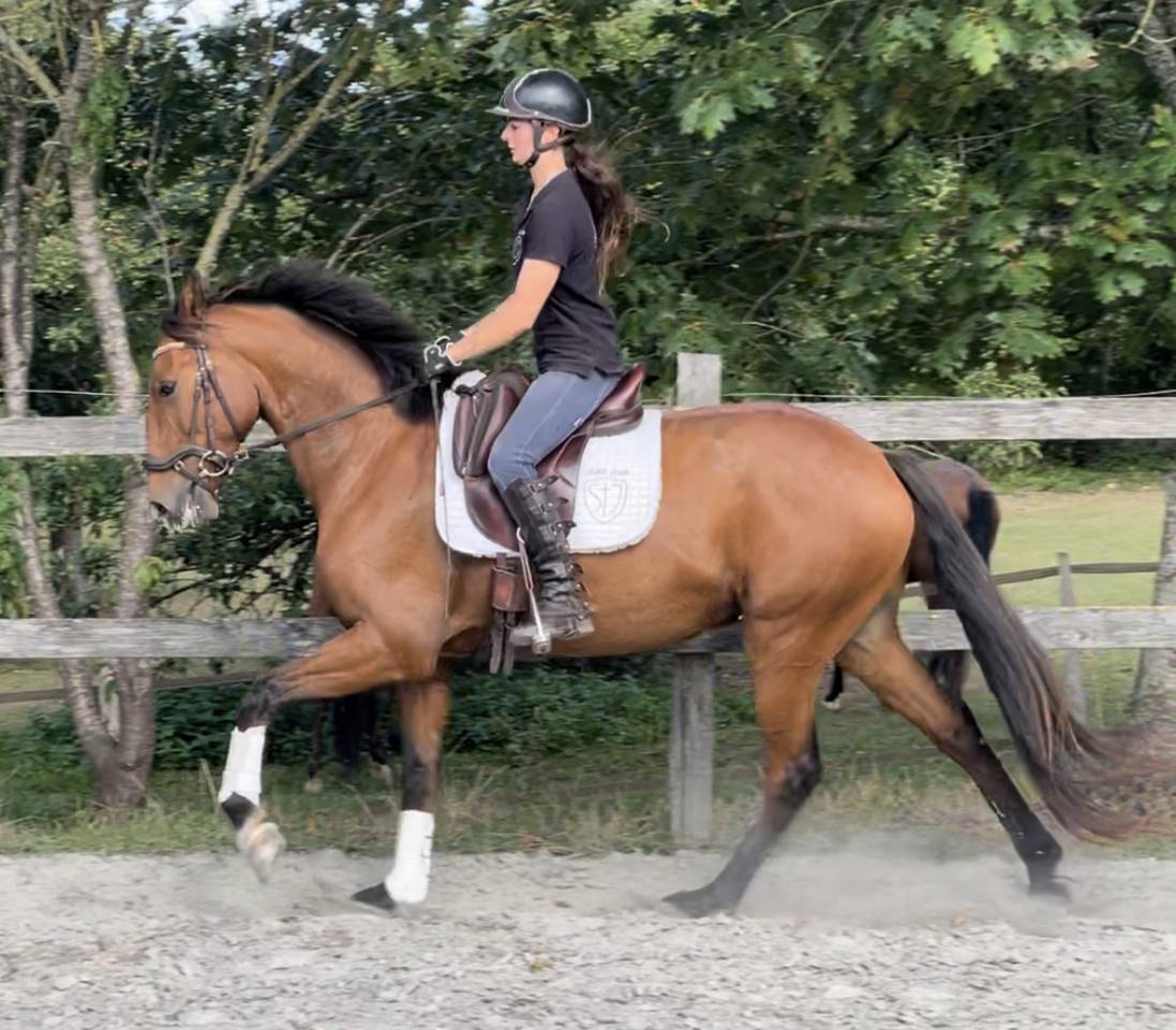 Caballo castrado Lusitano En venta 2019 Bayo por ESCORIAL SRB