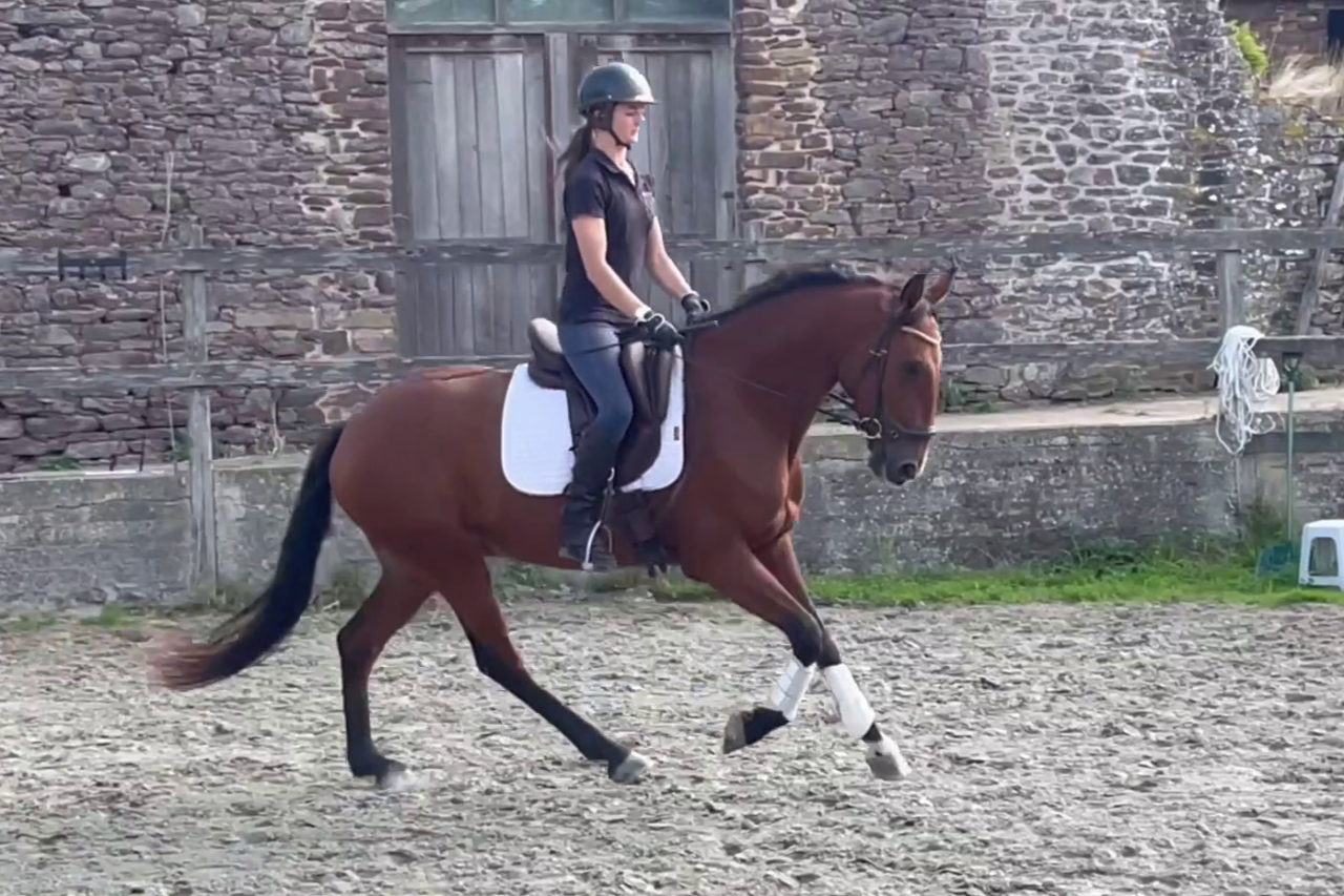 Caballo castrado Lusitano En venta 2019 Bayo por ESCORIAL SRB