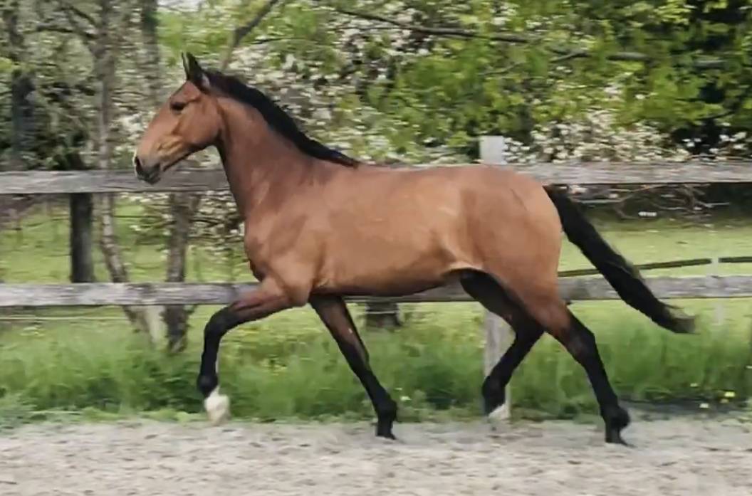 Caballo castrado Lusitano En venta 2019 Bayo por ESCORIAL SRB