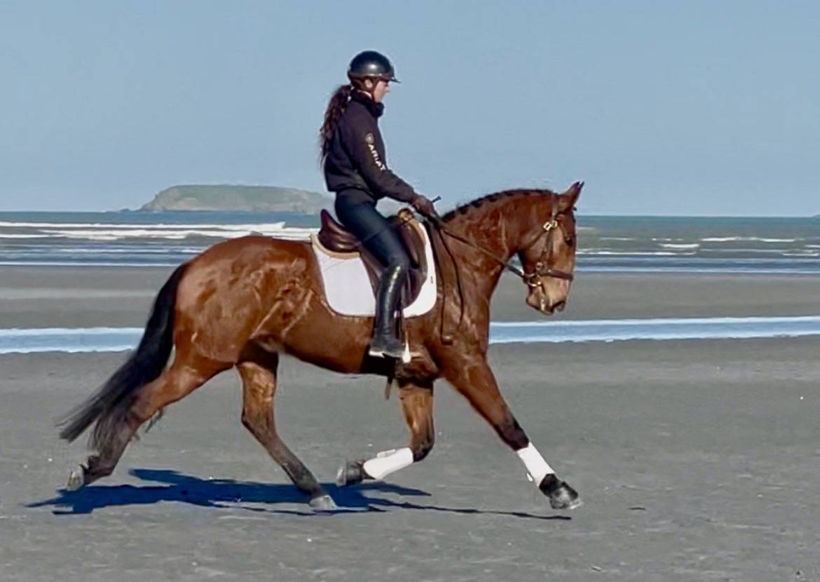 Caballo castrado Lusitano En venta 2019 Bayo por ESCORIAL SRB