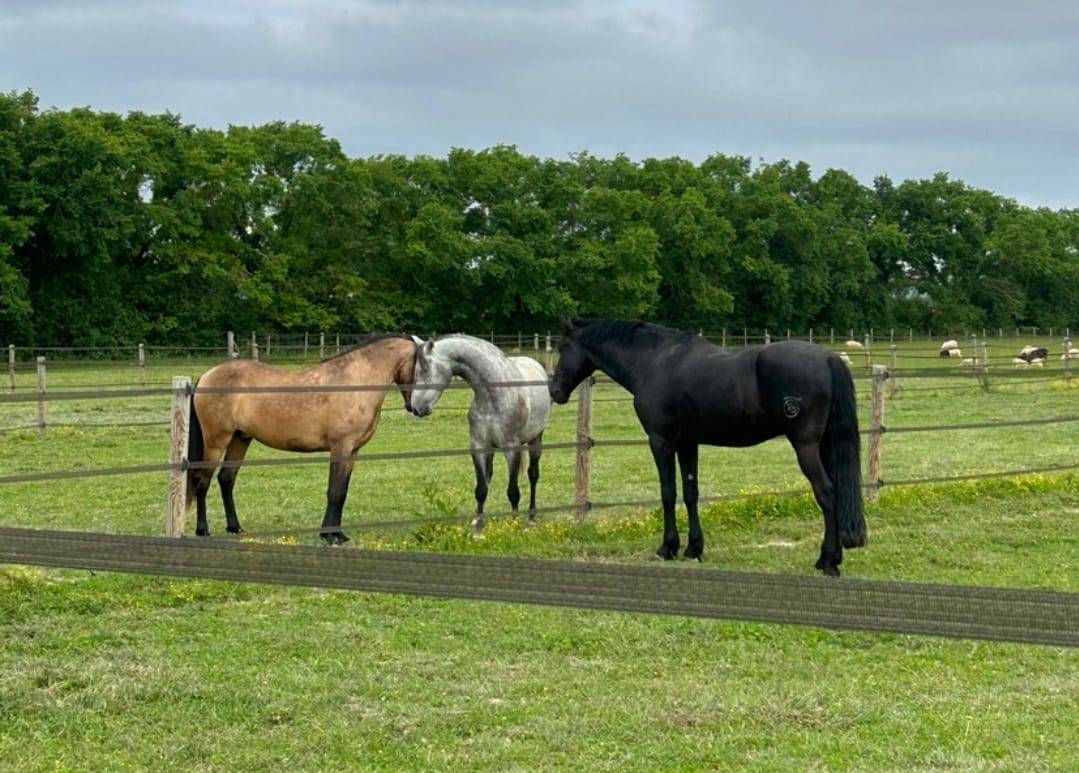 Caballo castrado Caballo Menorquin En venta 2016 Negro