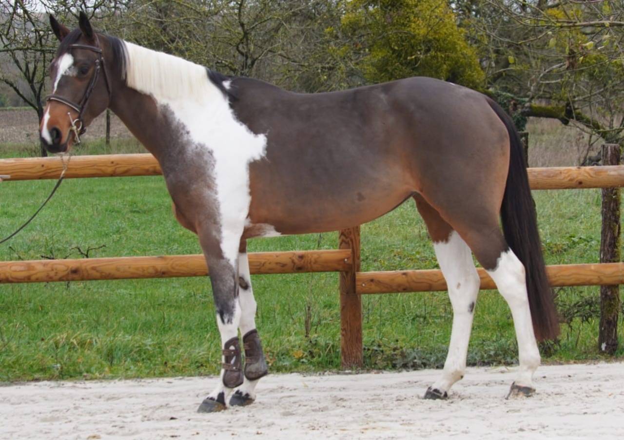 Yegua Silla Franc&eacute;s En venta 2022 Bayo por IDEAL COMBE AUX LOUP