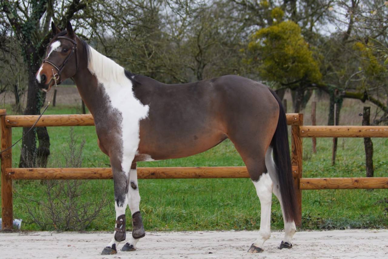 Yegua Silla Franc&eacute;s En venta 2022 Bayo por IDEAL COMBE AUX LOUP