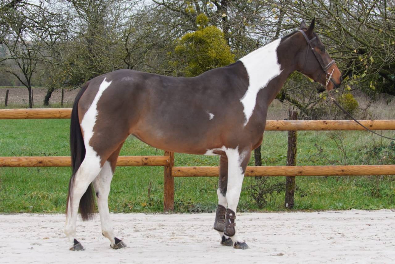 Yegua Silla Franc&eacute;s En venta 2022 Bayo por IDEAL COMBE AUX LOUP