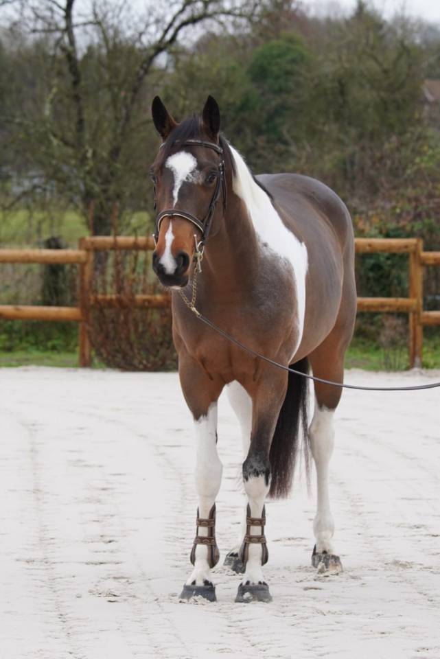 Yegua Silla Franc&eacute;s En venta 2022 Bayo por IDEAL COMBE AUX LOUP