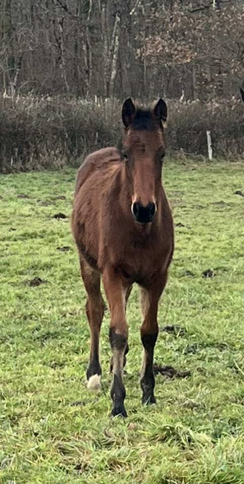 Potro Silla Franc&eacute;s En venta 2025 Bayo