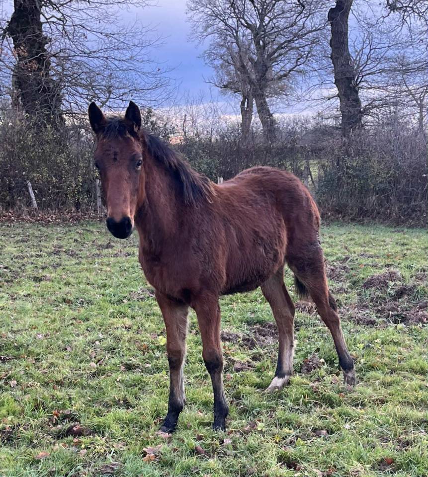 Potro Silla Franc&eacute;s En venta 2025 Bayo