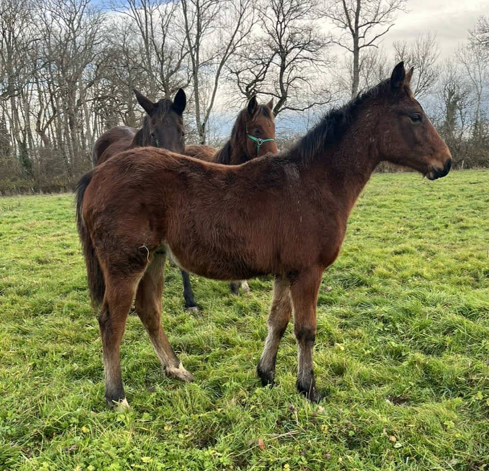 Potro Silla Franc&eacute;s En venta 2025 Bayo