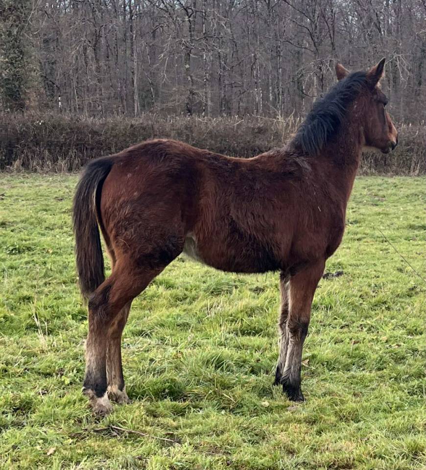 Potro Silla Franc&eacute;s En venta 2025 Bayo