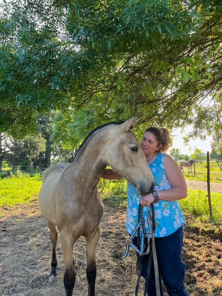 Yegua PRE Pura Raza Espa&ntilde;ola En venta 2024 Isabelo