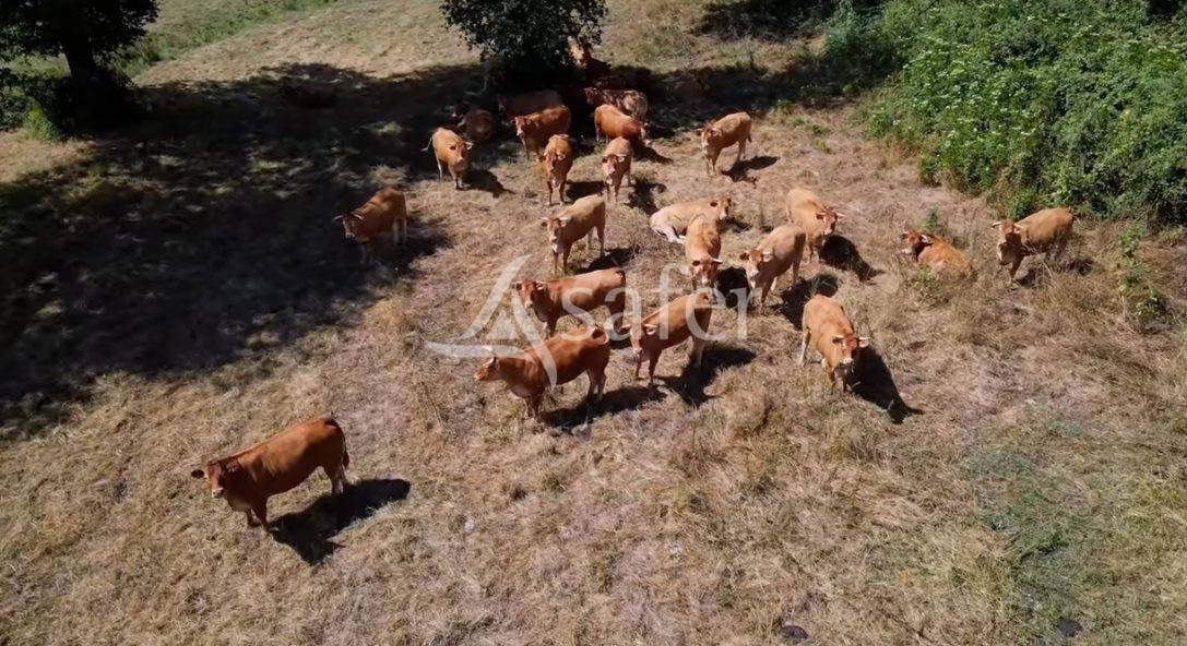 Explotaci&oacute;n ovina En venta Vienne