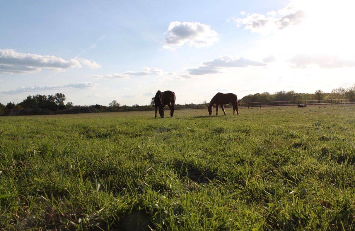 Cuadra de propietarios En venta Loir y Cher