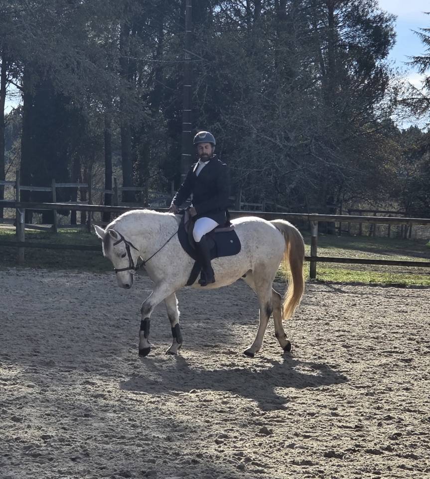 Caballo castrado PFS Poni Fran&ccedil;&eacute;s de Silla En venta 2018 Tordo