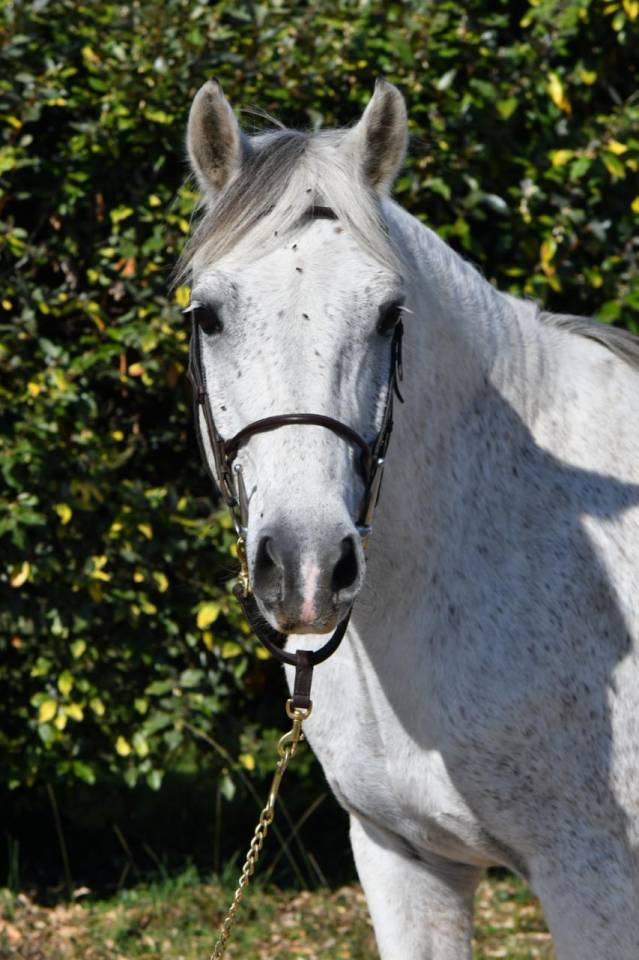 Caballo castrado PFS Poni Fran&ccedil;&eacute;s de Silla En venta 2018 Tordo