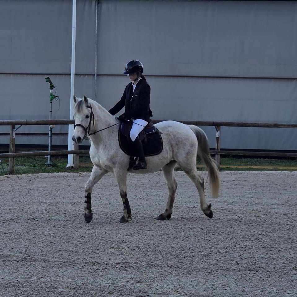 Caballo castrado PFS Poni Fran&ccedil;&eacute;s de Silla En venta 2018 Tordo