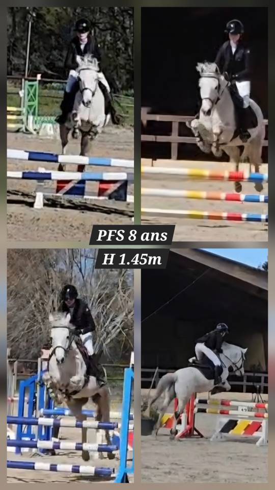 Caballo castrado PFS Poni Fran&ccedil;&eacute;s de Silla En venta 2018 Tordo