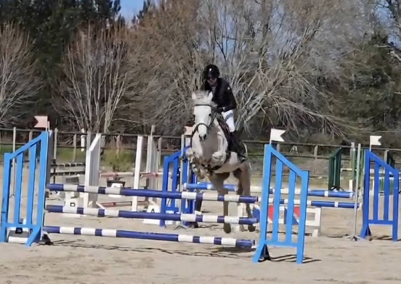 Caballo castrado PFS Poni Fran&ccedil;&eacute;s de Silla En venta 2018 Tordo