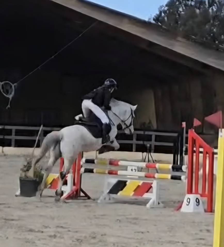 Caballo castrado PFS Poni Fran&ccedil;&eacute;s de Silla En venta 2018 Tordo