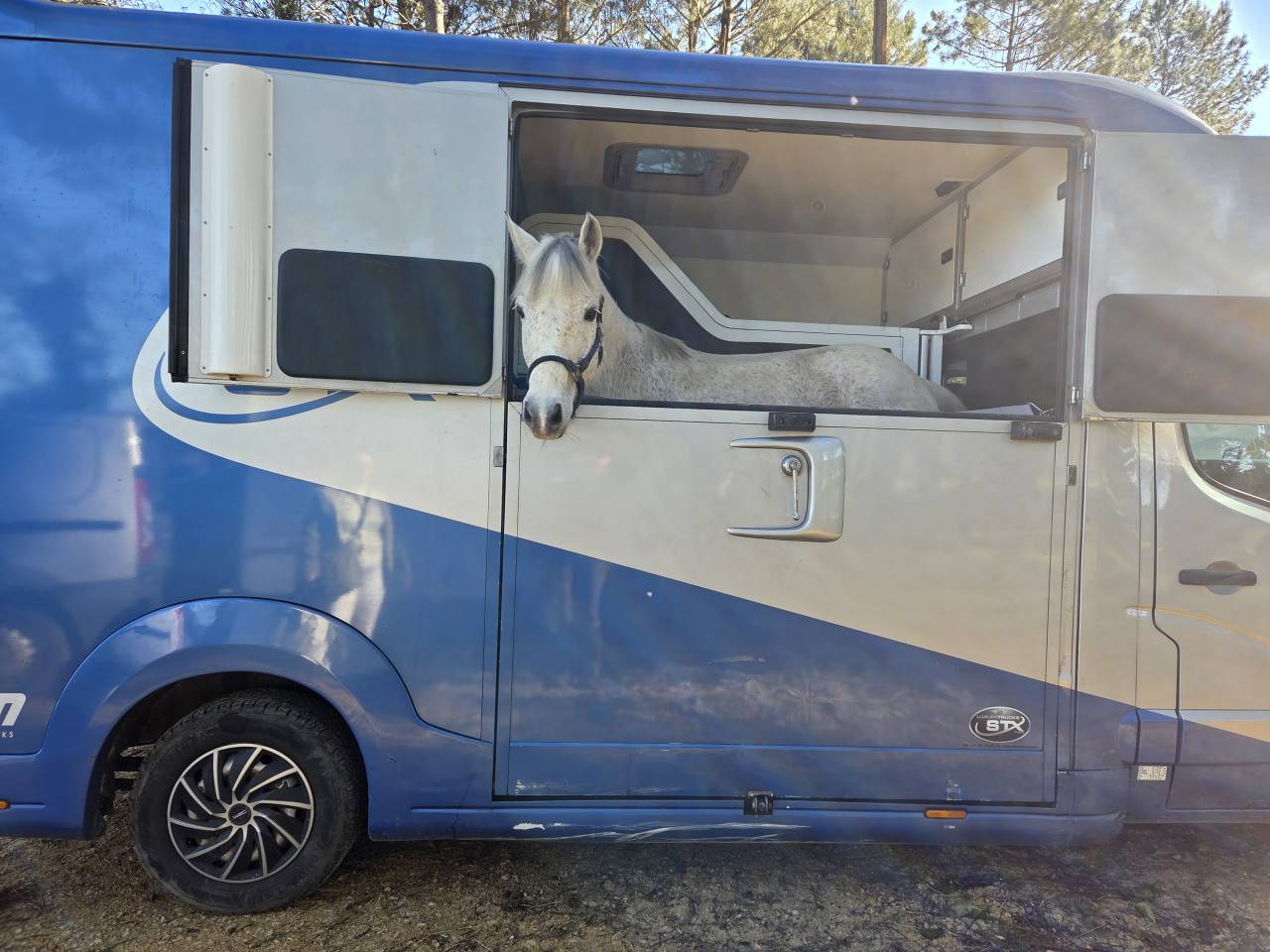 Caballo castrado PFS Poni Fran&ccedil;&eacute;s de Silla En venta 2018 Tordo
