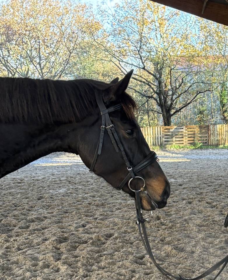 Yegua sBs Caballo de Deporte Belga En venta 2021 Bayo moreno por Kheops d&rsquo;hathor