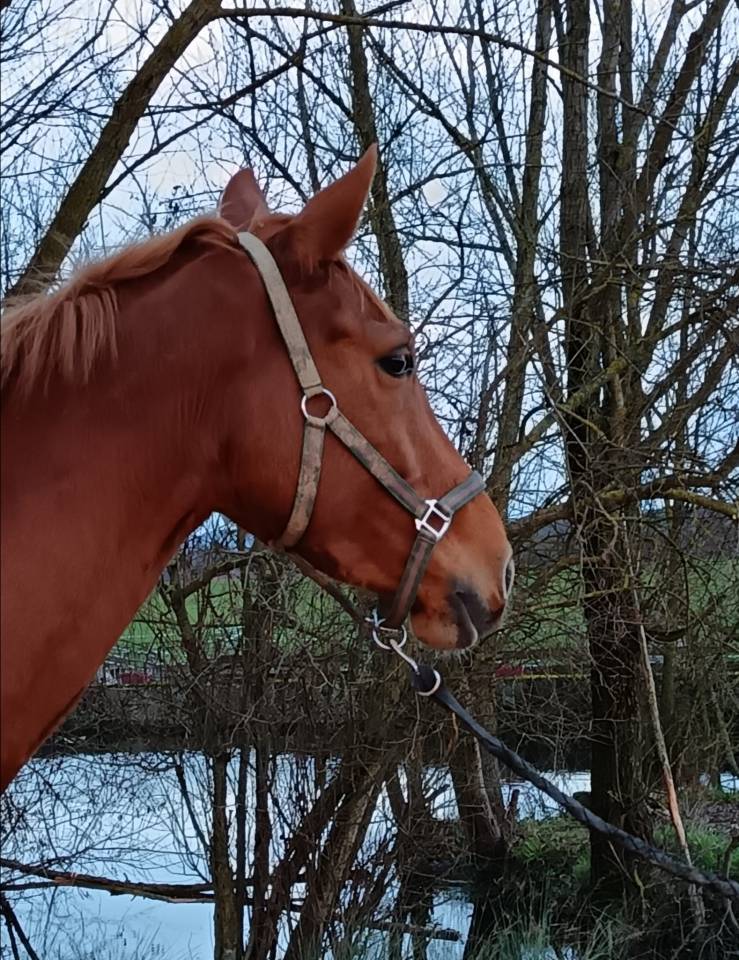 Yegua Silla Franc&eacute;s En venta 2021 Alaz&aacute;n