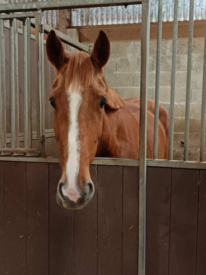 Yegua Silla Franc&eacute;s En venta 2021 Alaz&aacute;n