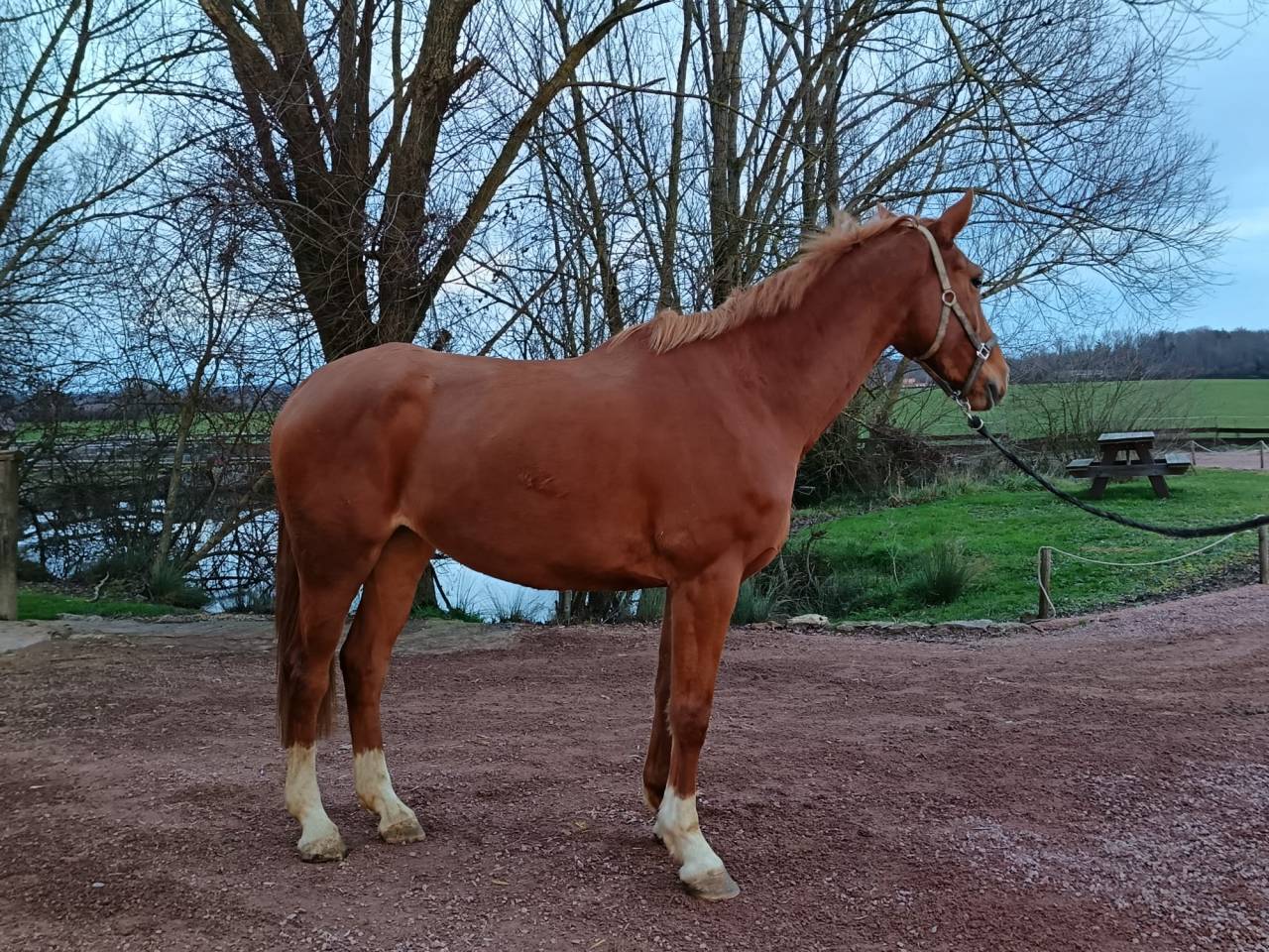 Yegua Silla Franc&eacute;s En venta 2021 Alaz&aacute;n