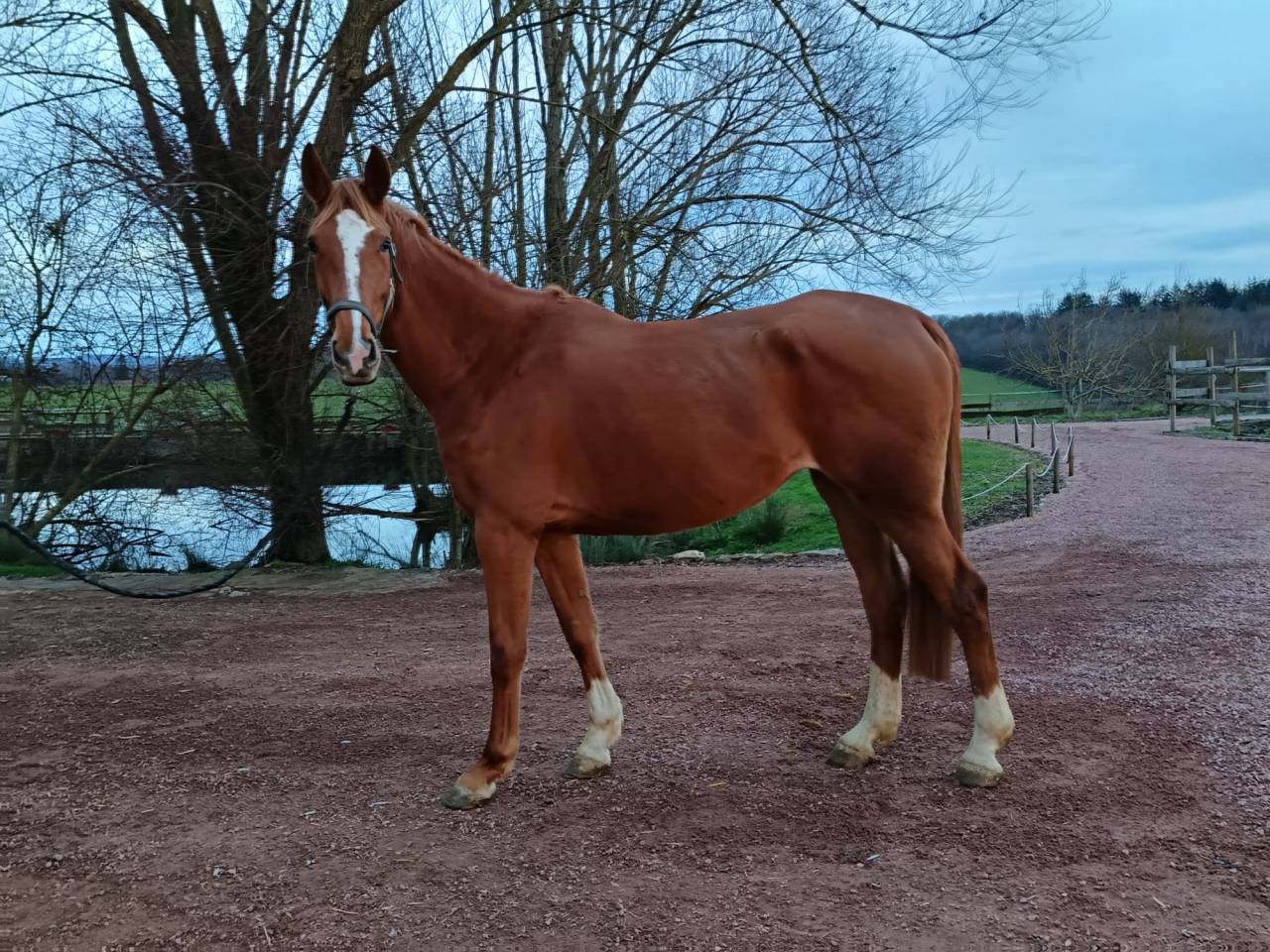 Yegua Silla Franc&eacute;s En venta 2021 Alaz&aacute;n