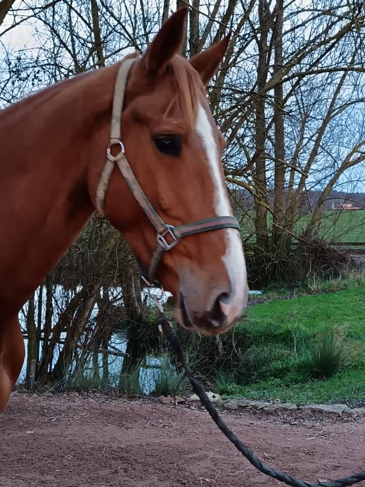 Yegua Silla Franc&eacute;s En venta 2021 Alaz&aacute;n por Nomber one d iso