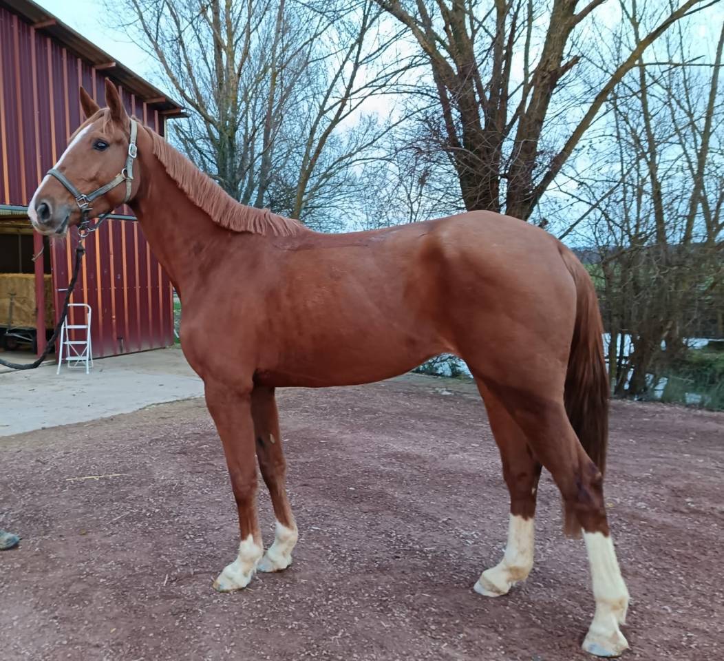 Yegua Silla Franc&eacute;s En venta 2021 Alaz&aacute;n por Nomber one d iso