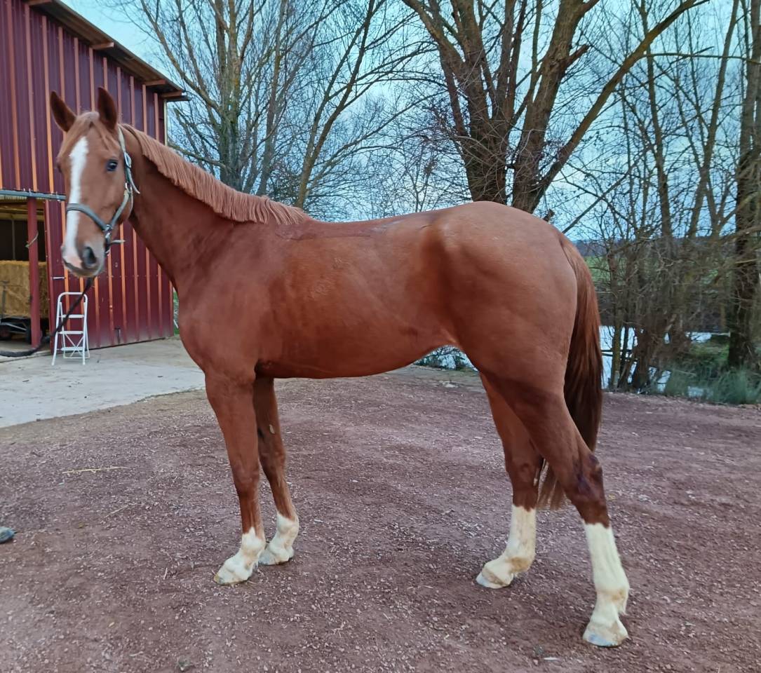 Yegua Silla Franc&eacute;s En venta 2021 Alaz&aacute;n por Nomber one d iso