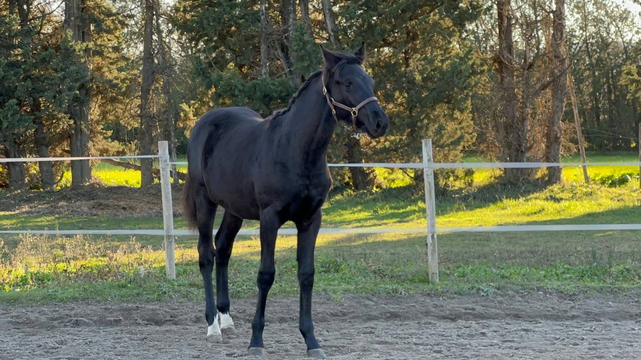 Potro Silla Franc&eacute;s En venta 2025 Negro