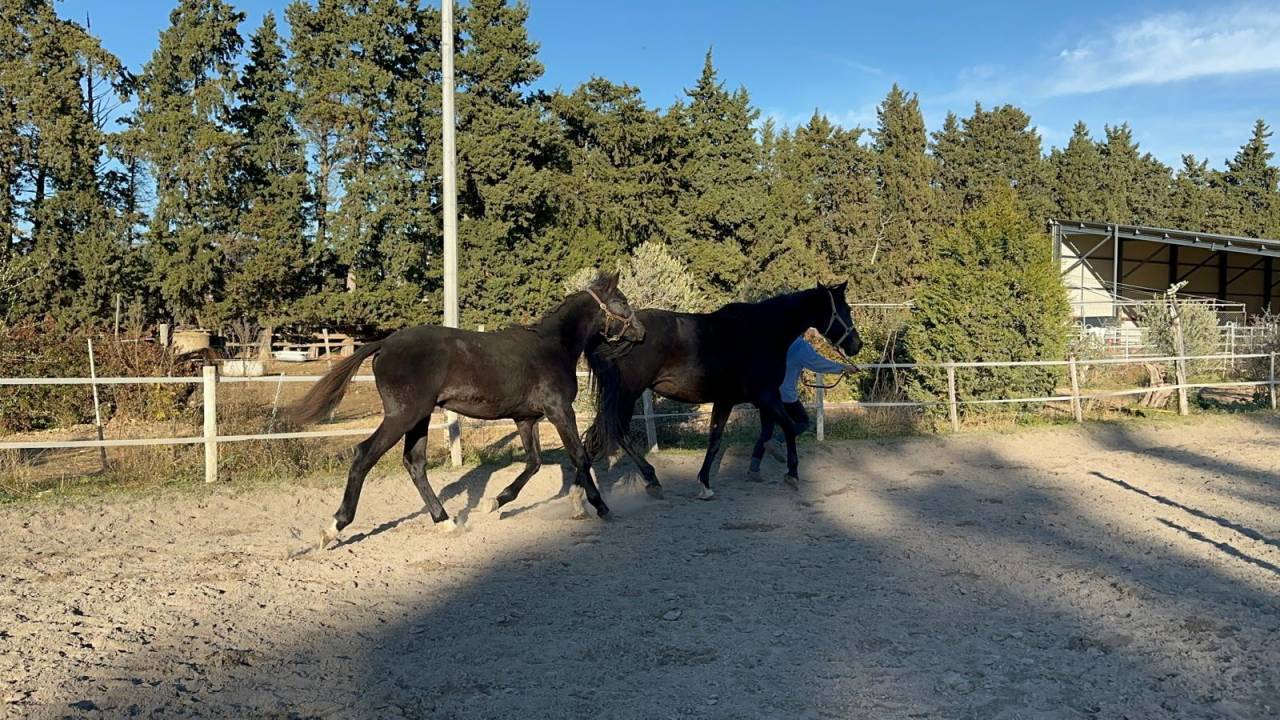 Potro Silla Franc&eacute;s En venta 2025 Negro