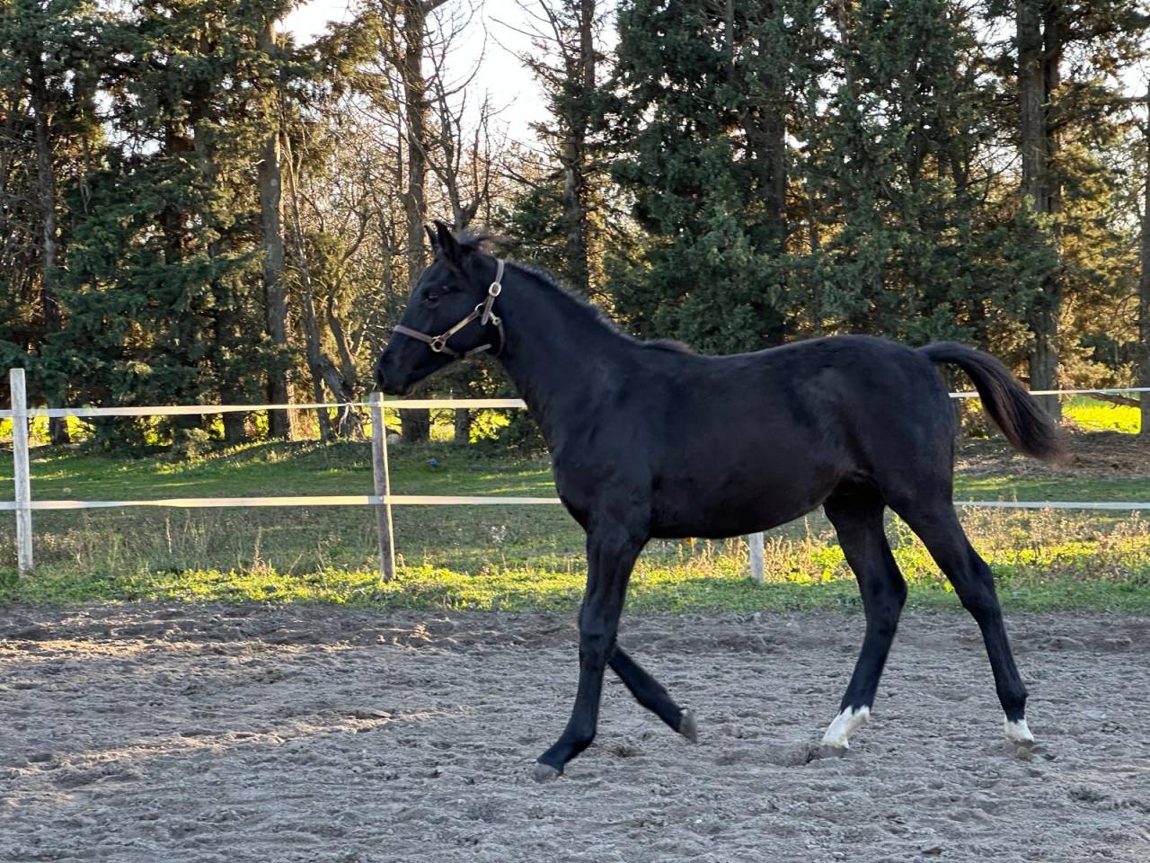 Potro Silla Franc&eacute;s En venta 2025 Negro