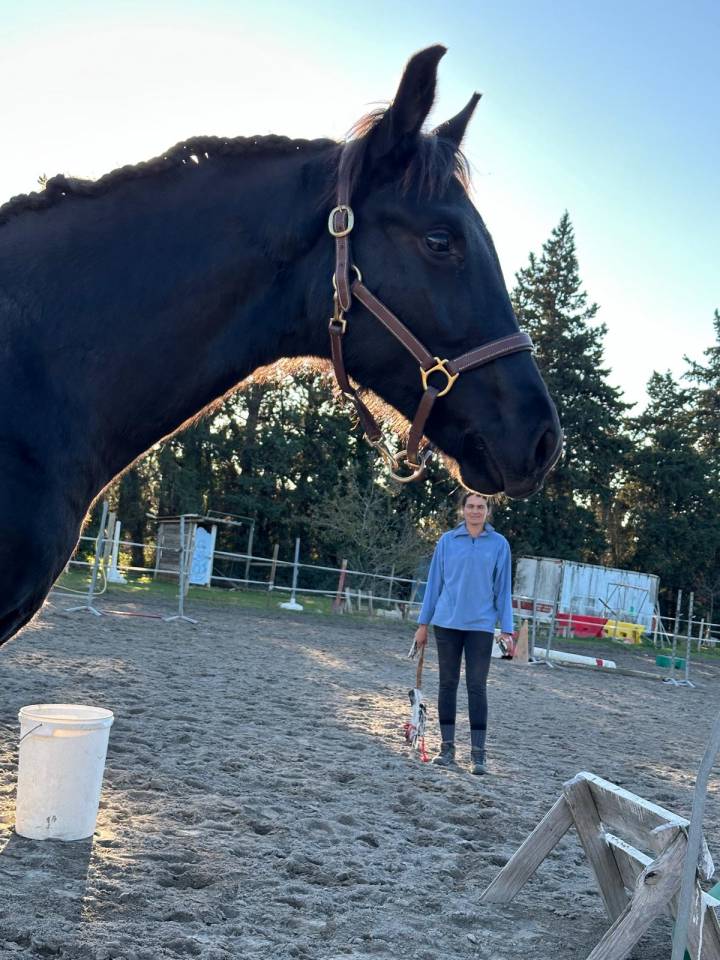 Potro Silla Franc&eacute;s En venta 2025 Negro